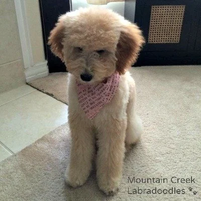 Apricot labradoodle best sale puppy